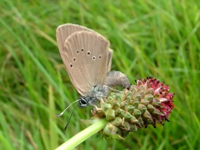 Phengaris nausithous