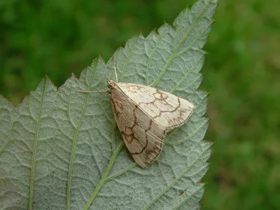 Evergestis pallidata