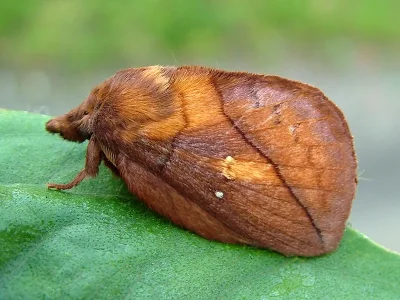 Euthrix potatoria