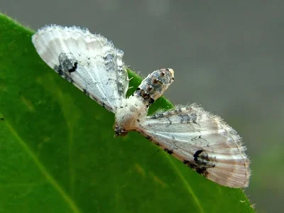 Eupithecia centaureata