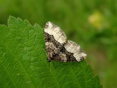 Euphyia unangulata