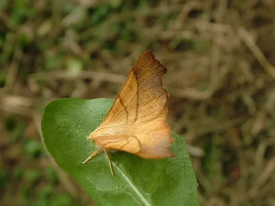 Ennomos (Deuteronomos) fuscantaria