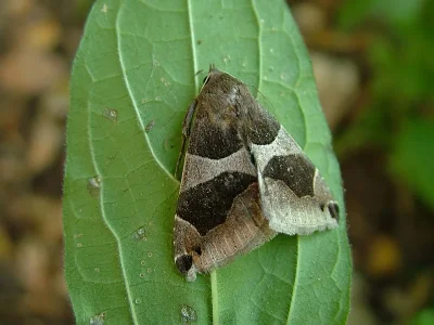 Dysgonia algira