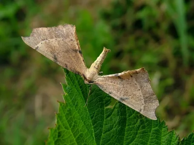 Artiora evonymaria