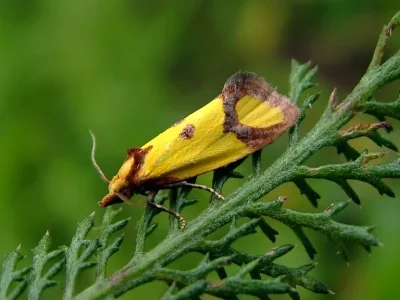 Agapeta zoegana