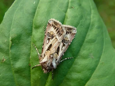 Agrotis (Agrotis) vestigialis