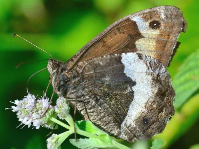 Hipparchia (Hipparchia) fagi