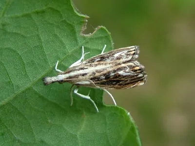 Catoptria verellus