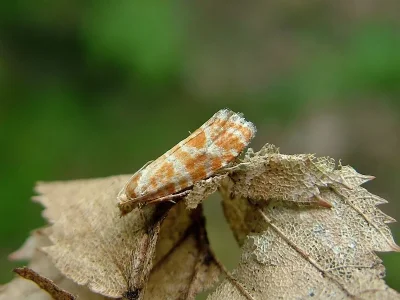 Rhyacionia pinicolana