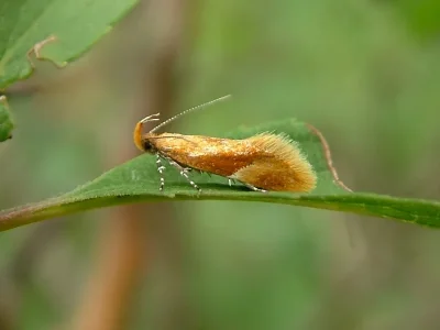 Epicallima formosella