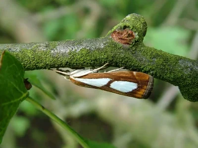 Catoptria pinella