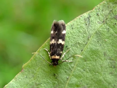 Oegoconia deauratella