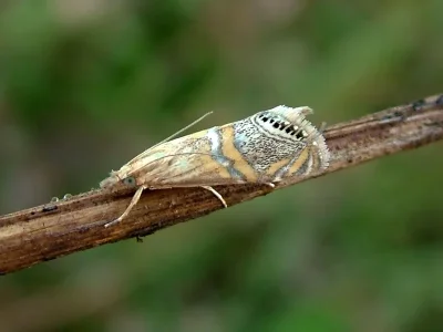 Euchromius bella