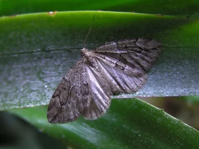Thera juniperata