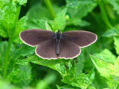 Aphantopus hyperantus