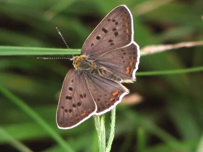 Lycaena (Heodes) tityrus