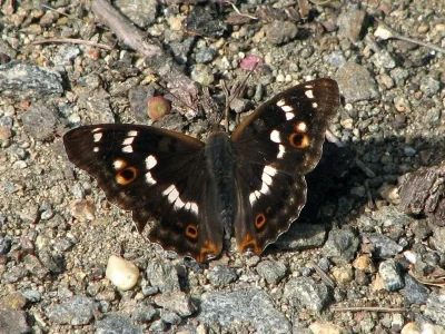 Apatura ilia