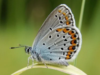 Plebejus (Lycaeides) argyrognomon