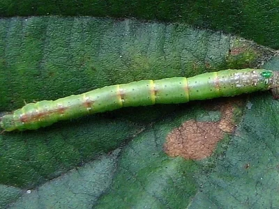 Cabera pusaria