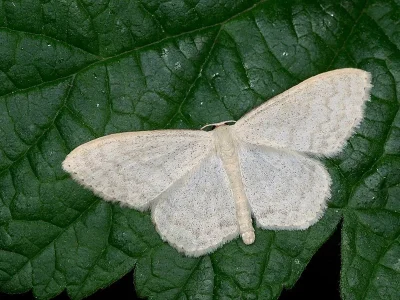 Scopula (Ustocidalia) floslactata