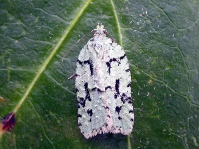 Acleris literana