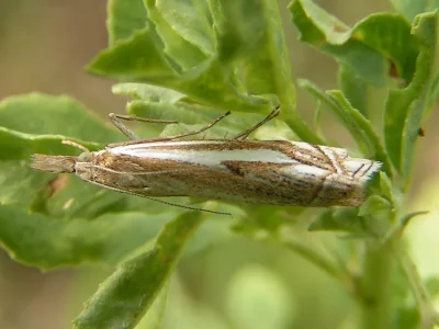 Crambus pratella