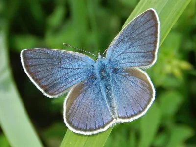 Cyaniris semiargus