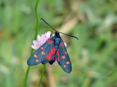 Zygaena (Zygaena) ephialtes
