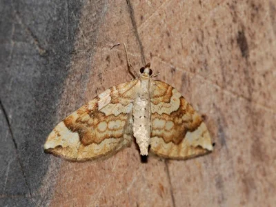 Eulithis populata