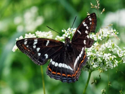 Limenitis populi