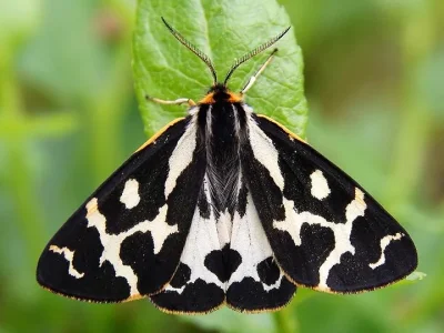 Arctia plantaginis