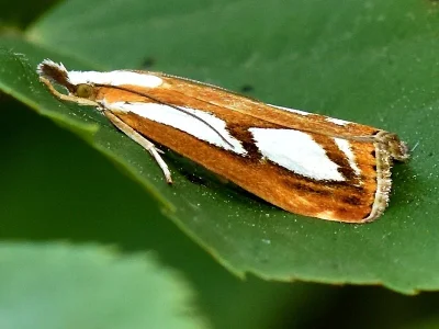Catoptria permutatellus
