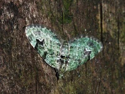 Chloroclystis v-ata