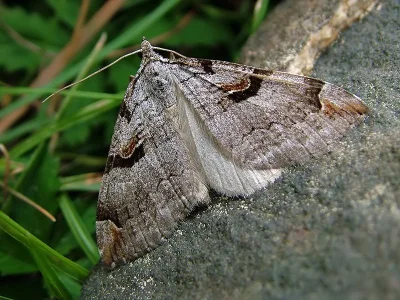 Aplocera praeformata