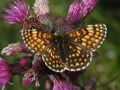 Melitaea (Mellicta) athalia
