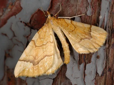 Eulithis mellinata