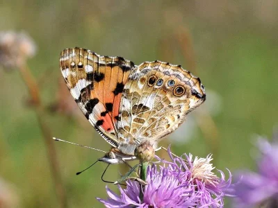 Vanessa cardui