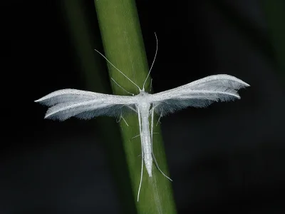 Pterophorus pentadactyla