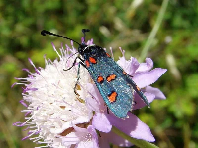 Zygaena (Zygaena) lavandulae