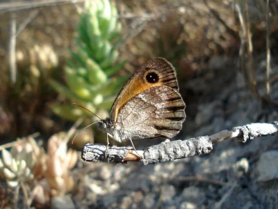 Pyronia (Idata) cecilia