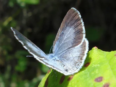Celastrina (Celastrina) argiolus