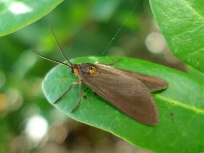 Dysauxes (Adauctis) punctata