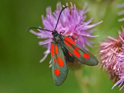 Zygaena (Zygaena) romeo