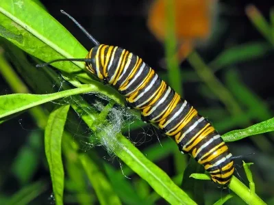Danaus (Danaus) plexippus