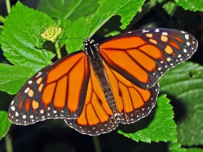 Danaus (Danaus) plexippus