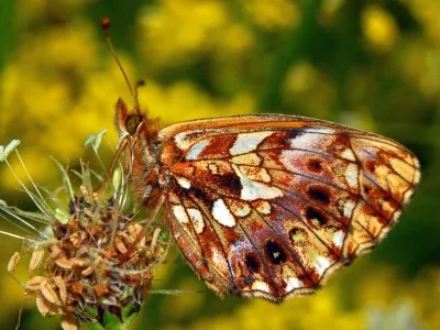 Boloria (Clossiana) dia