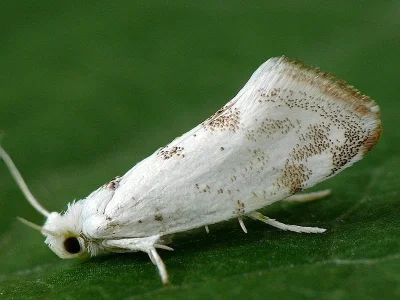 Niphonympha dealbatella