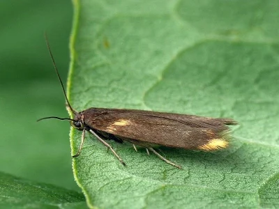 Scythris cuspidella