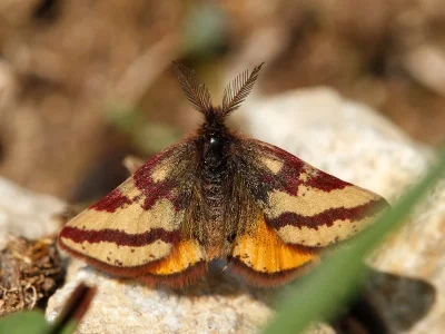 Lythria plumularia