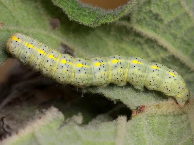 Cucullia thapsiphaga